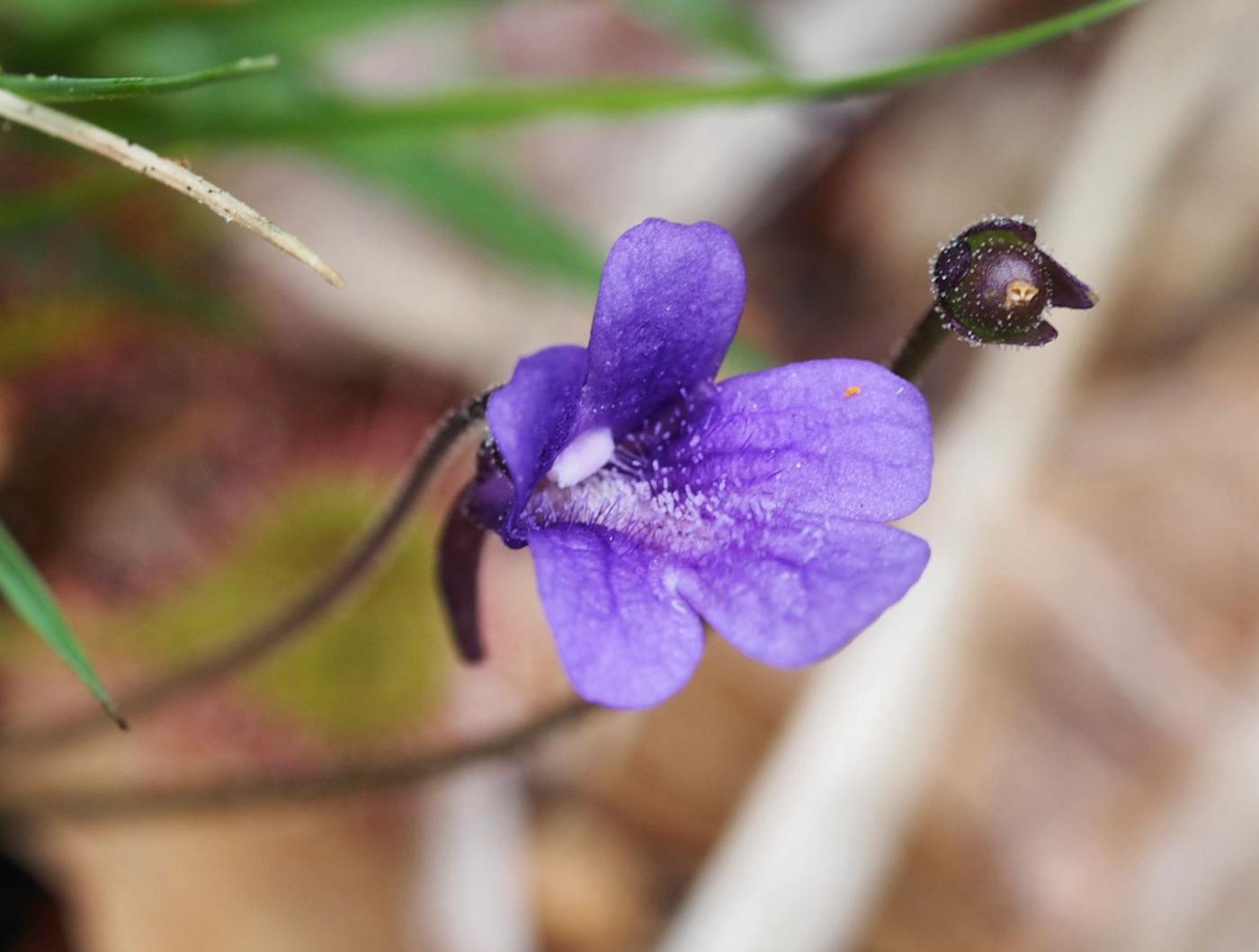 Butterwort, Common flower